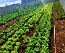 Produção da horta