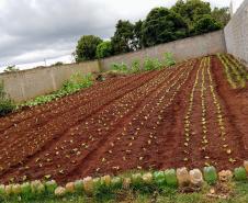 Canteiro com mudas plantadas.