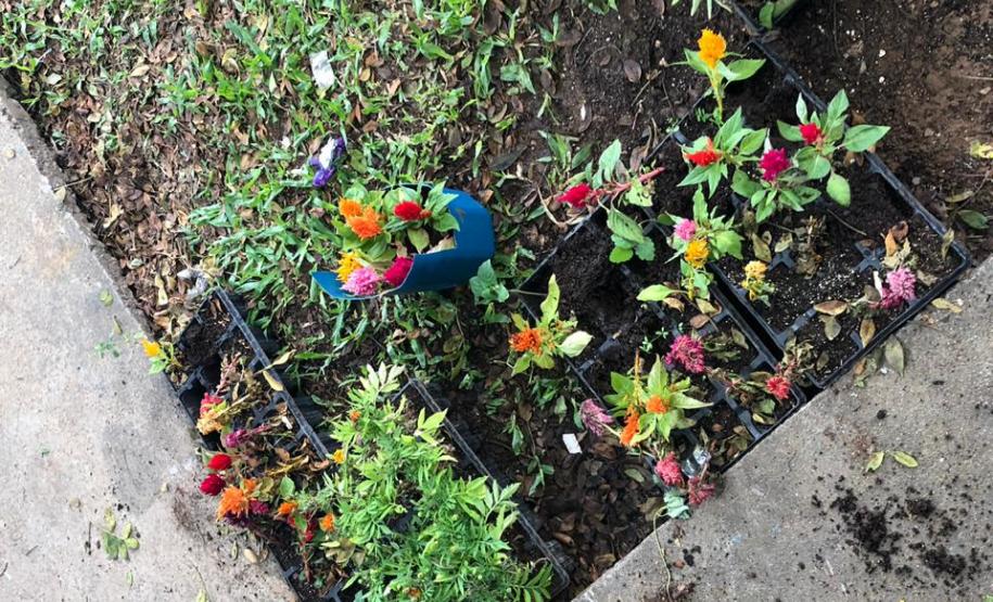 Matemática, Ciências, reciclagem, flores e muito aprendizado!