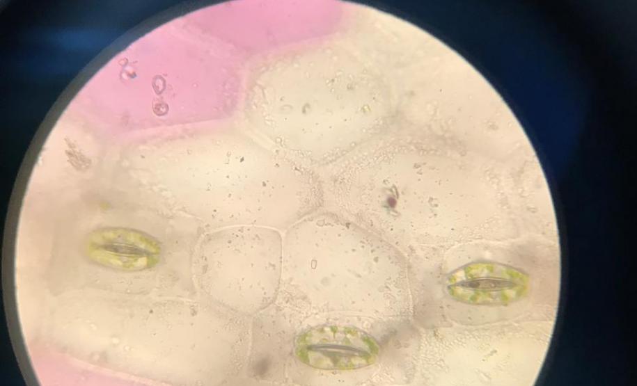 Aula prática sobre células; uma dinâmica para facilitar a aprendizagem em sala de aula.