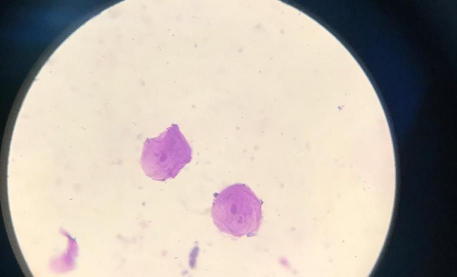 Aula prática sobre células; uma dinâmica para facilitar a aprendizagem em sala de aula.