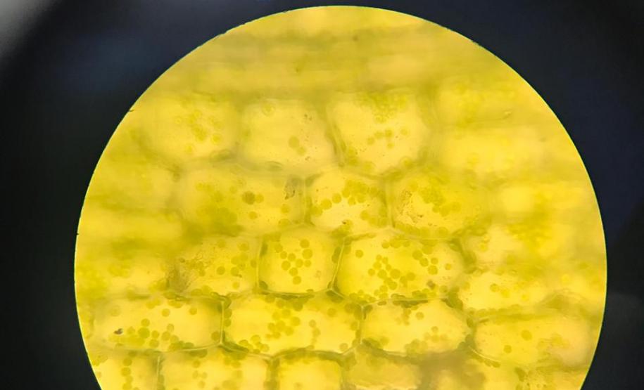 Aula prática sobre células; uma dinâmica para facilitar a aprendizagem em sala de aula.