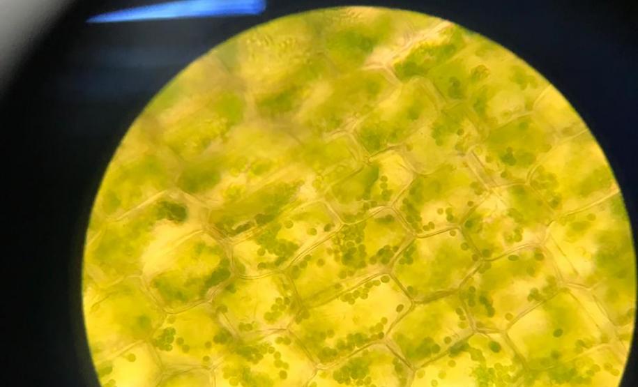 Aula prática sobre células; uma dinâmica para facilitar a aprendizagem em sala de aula.