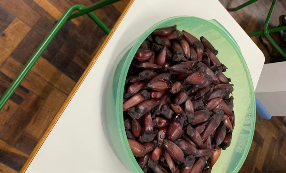 Gimnospermas - CEEBJA