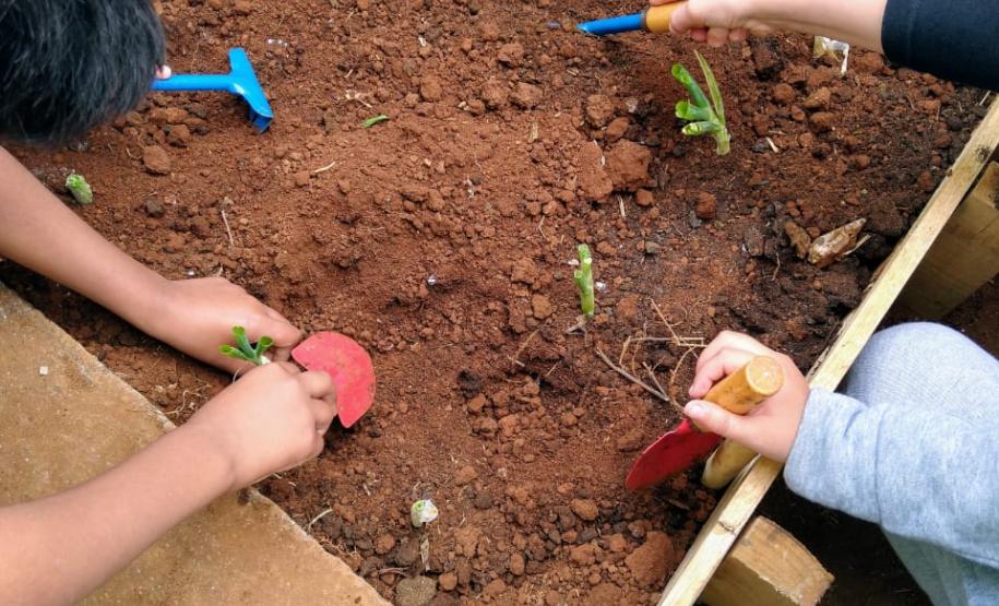 Olericultura em prática: uma parceria de sucesso dos alunos do CEEP Arlindo Ribeiro