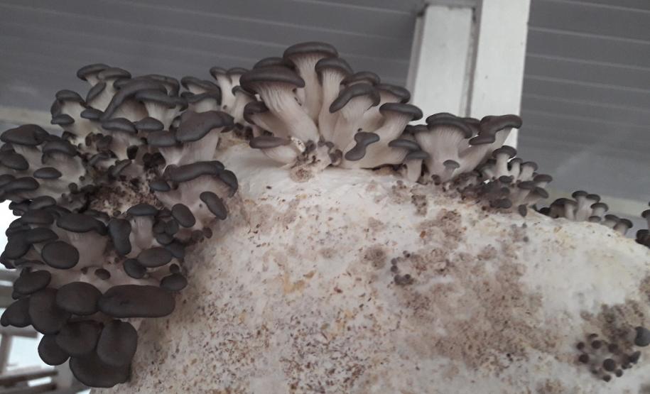 ações meio ambiente