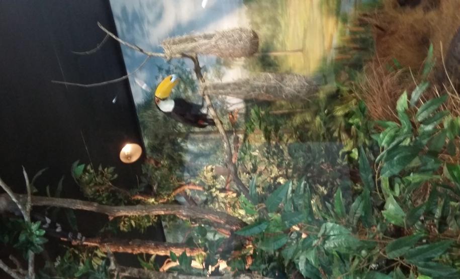 ações meio ambiente