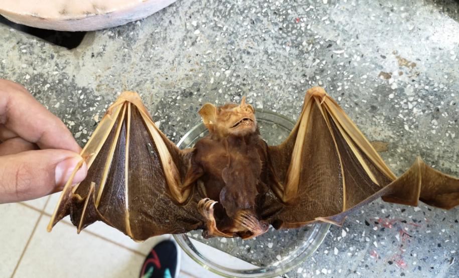 Estudando as estruturas do corpo humano sob o prisma evolutivo: prática dos alunos do C.E. Bibiana Bitencourt.