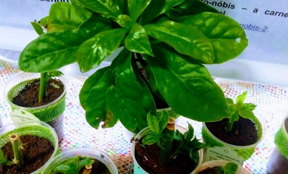 Alunos do C.E. do Campo de Lagoa Seca participam de Feira de Ciências da UFFS, Campus Laranjeiras do Sul.